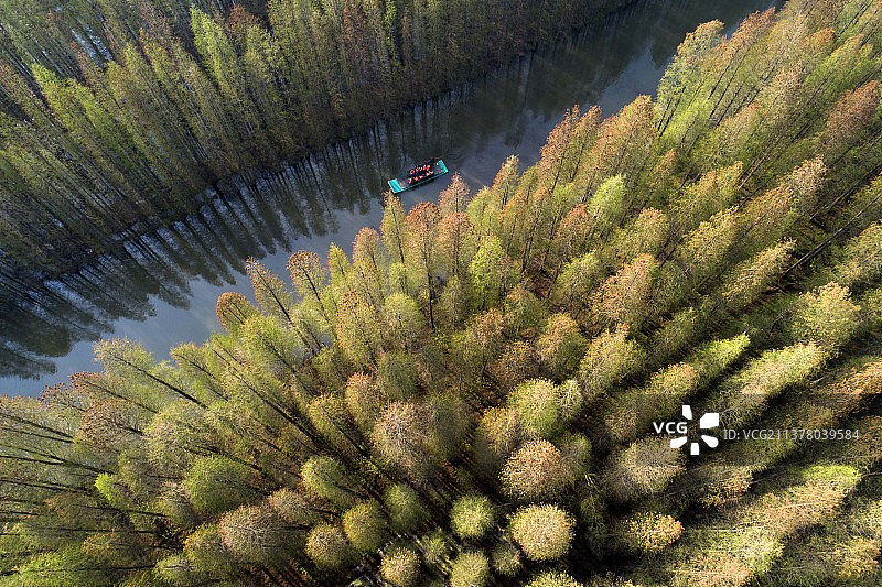 江苏省淮安市金湖县万亩水上森林旅游图片素材