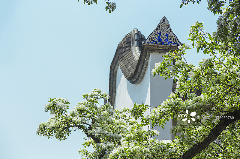 春天福州三坊七巷百年流苏花绚丽绽放旅游风光壁纸图片素材