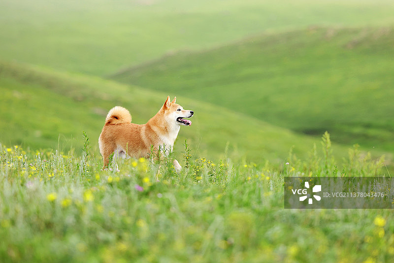 嬉戏的柴犬图片素材