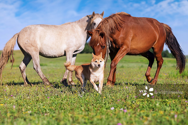 嬉戏的柴犬图片素材
