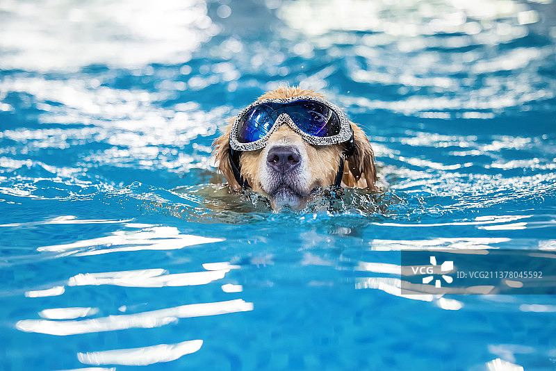 水下的金毛寻回犬图片素材