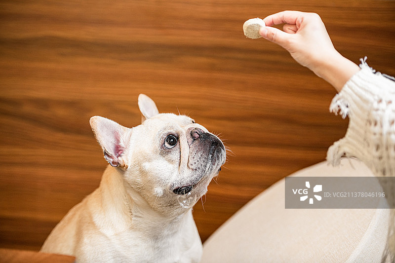 主人给宠物喂食图片素材