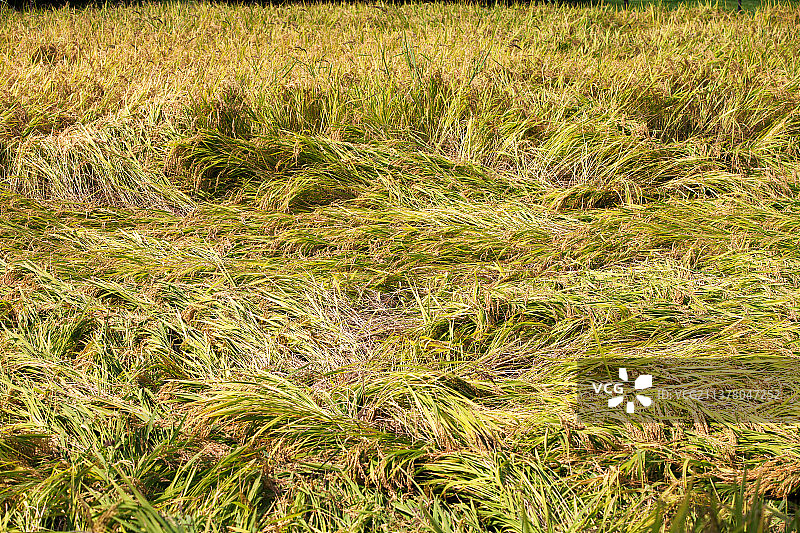由于自然灾害田里大面积倒伏的水稻图片素材
