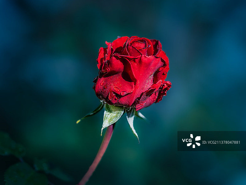 雨后的玫瑰图片素材