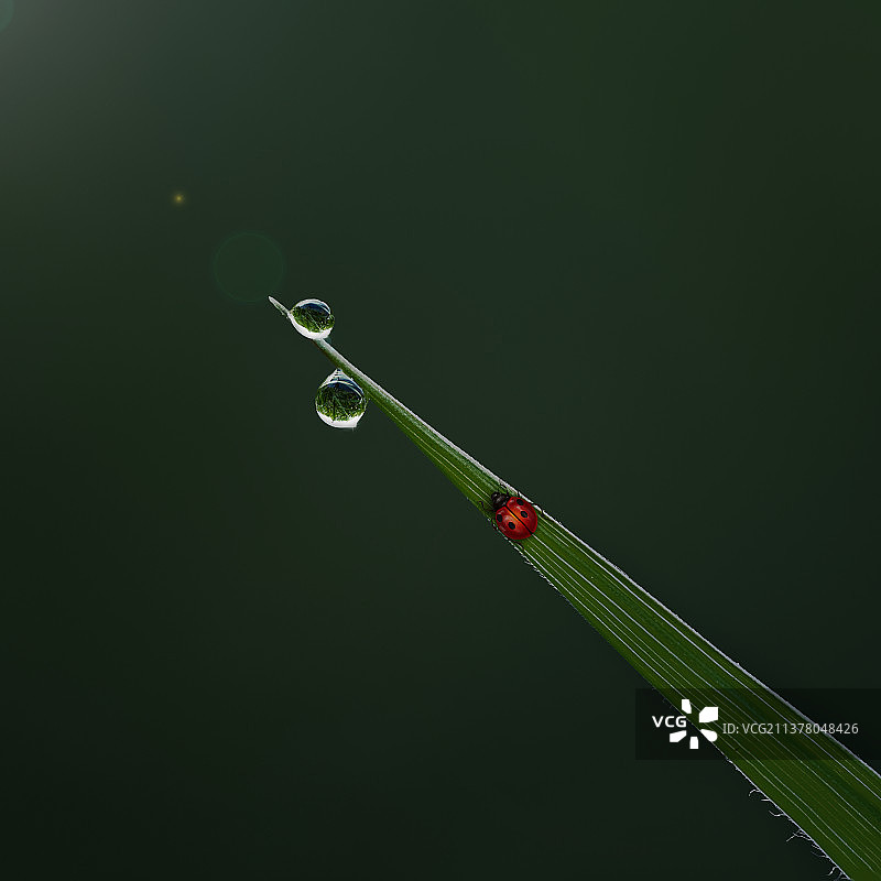 叶子露珠和瓢虫图片素材
