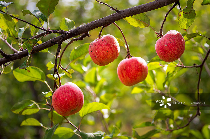 枝上苹果图片素材