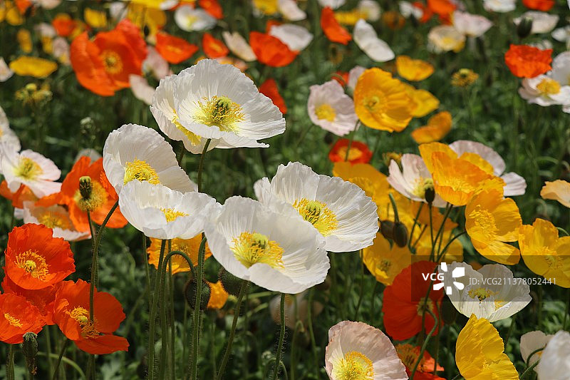 春天、花图片素材