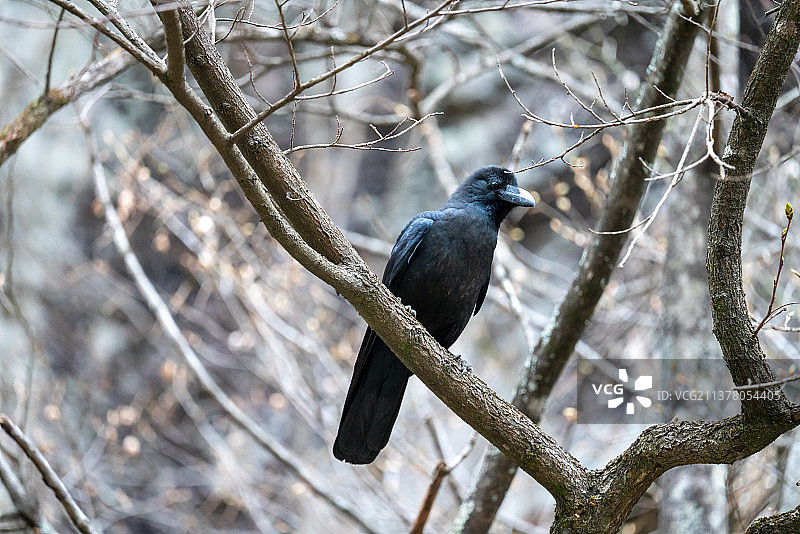 乌鸦图片素材