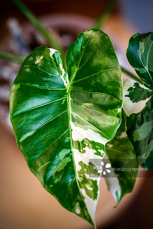冲绳银海芋图片素材