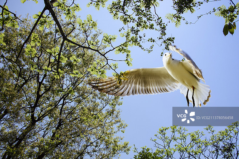 林间飞鸟图片素材