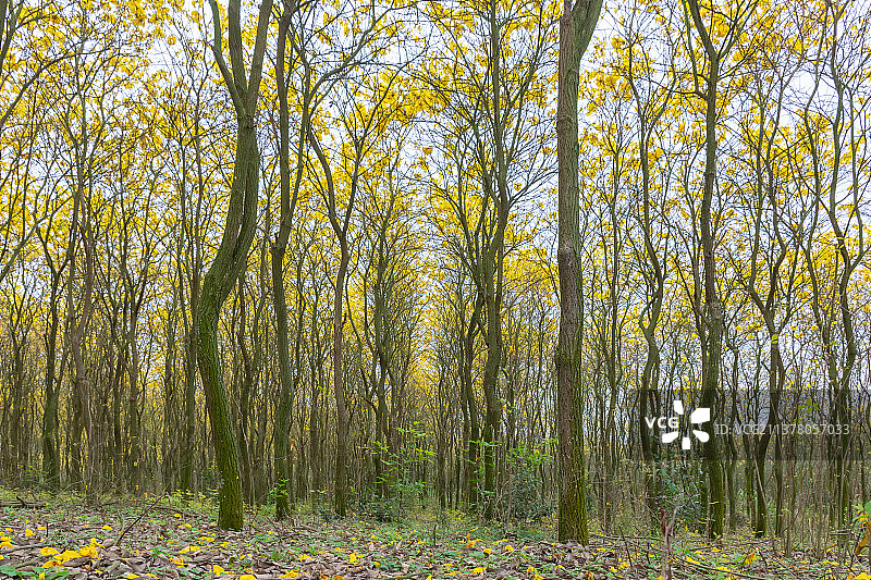 黄花风铃木图片素材