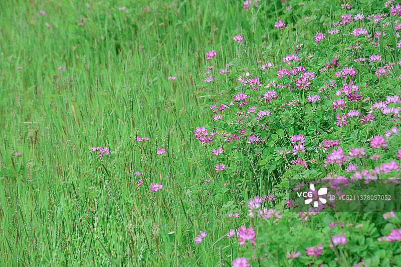 紫云英图片素材