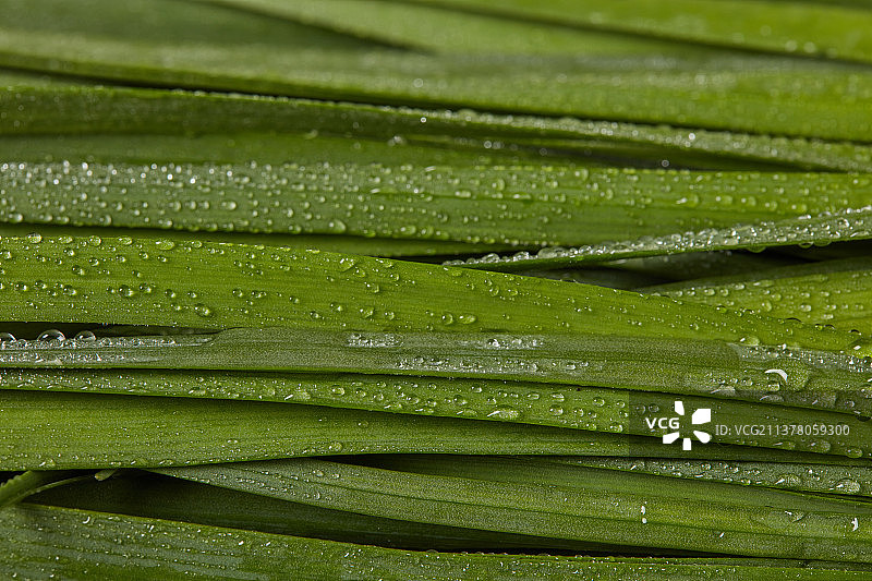 谷雨时令果蔬素材图图片素材