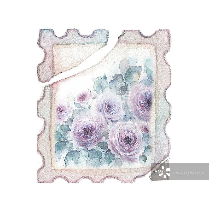 白色背景下烟雾蓝色蔷薇月季花朵的特写镜头框图片素材