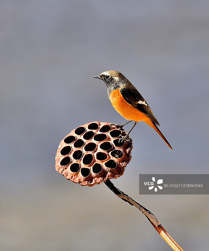鸟栖息在树枝上的特写镜头图片素材