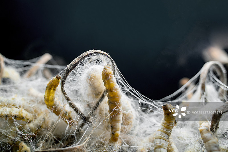 吐丝的蚕图片素材