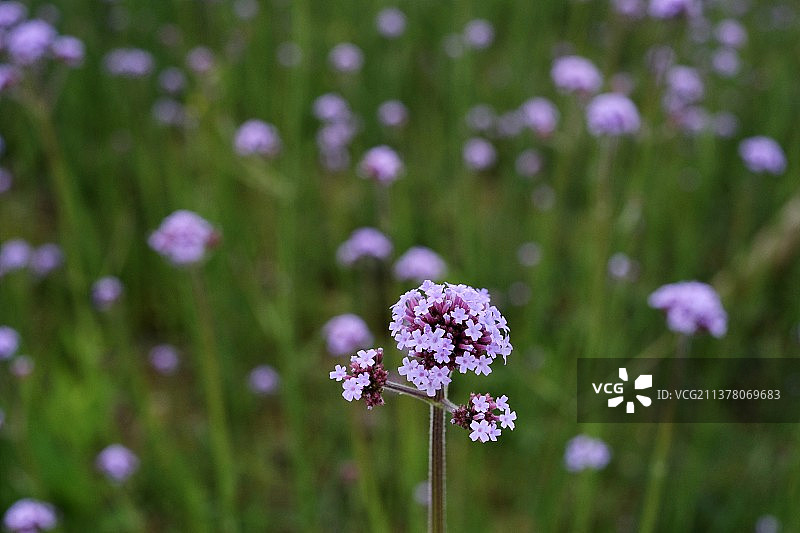 马鞭草图片素材