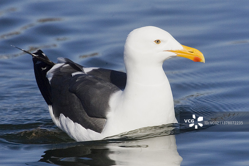 加利福尼亚海鸥图片素材