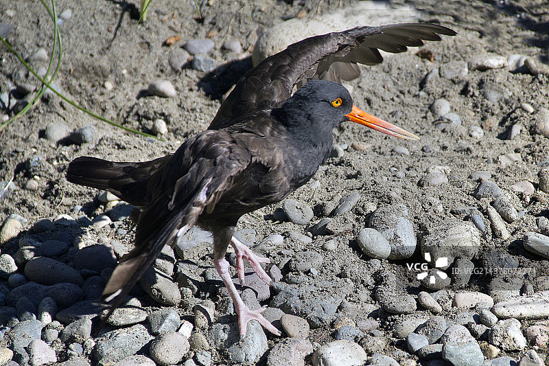 黑色蛎鹬起飞图片素材