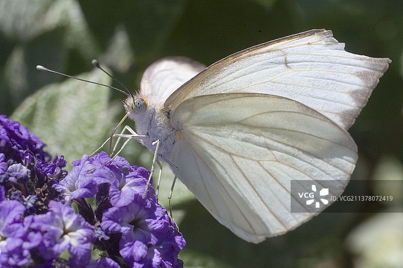 白色孔雀蝴蝶图片素材