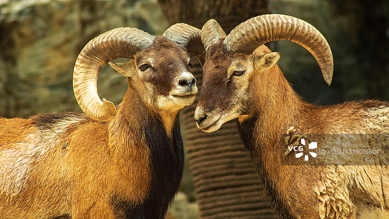 北京野生动物园一对相亲相爱的岩羊伴侣图片素材
