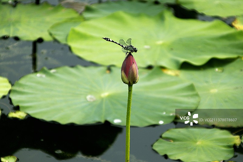 粉红色荷尖上的黑蜻蜓图片素材