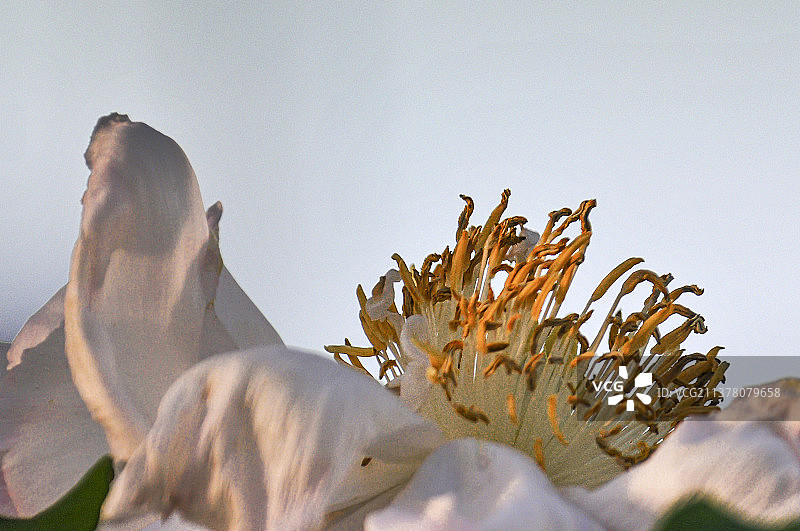 春天洛阳牡丹花结果花开花落植物生长,图片素材