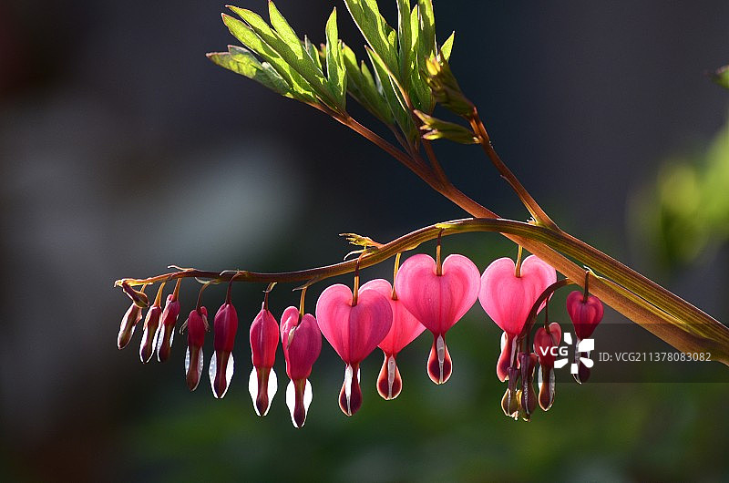 《荷包牡丹》图片素材