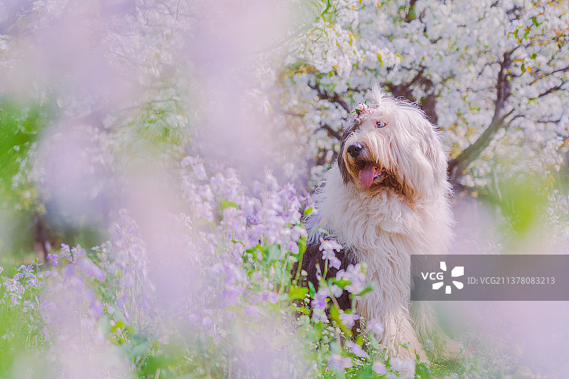 花丛中的狗图片素材
