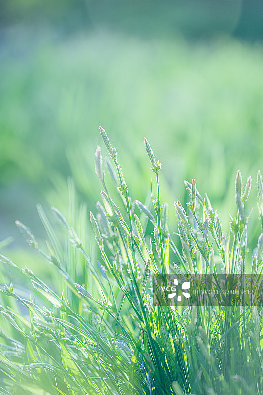 草生长的特写镜头图片素材
