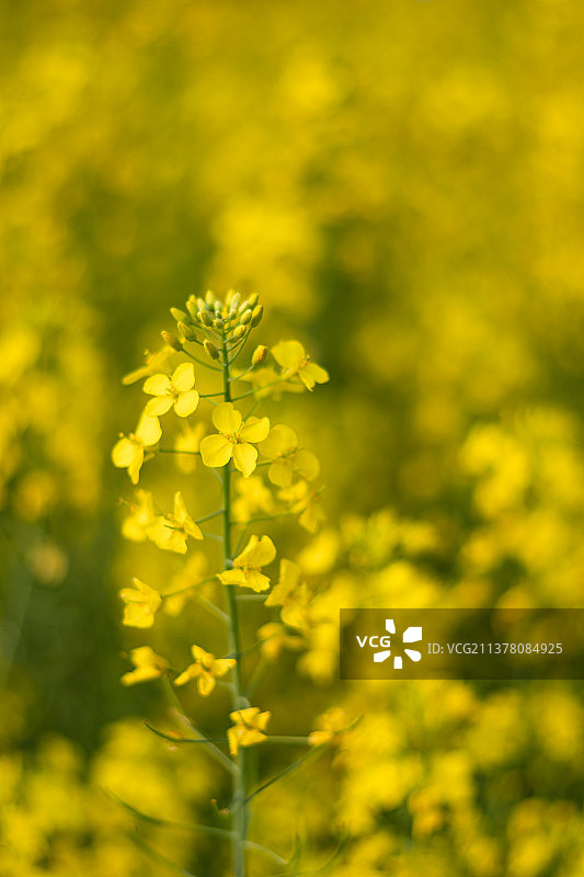 油菜花图片素材