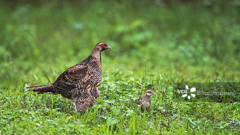 白颈长尾雉拍摄于福建省图片素材