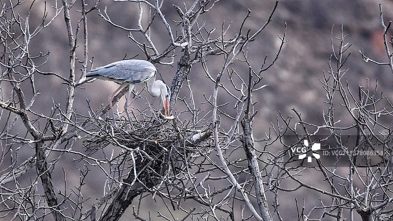 苍鹭野生动物飞鸟图片素材