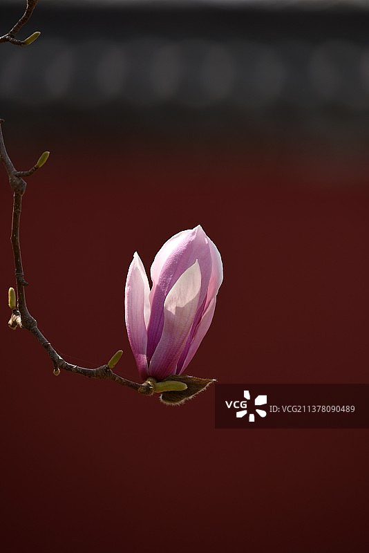 檐下玉兰红图片素材