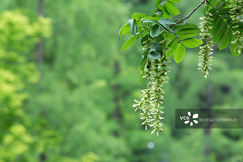 枫杨花束图片素材