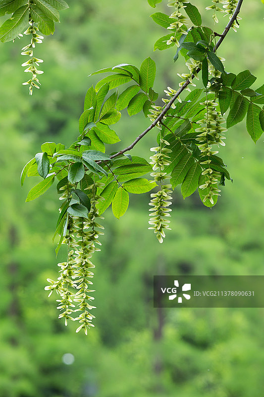 枫杨花束图片素材