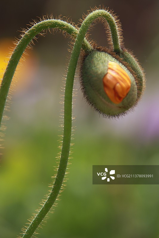 在花圃里开到这并在一起的花苞    好喜欢！图片素材