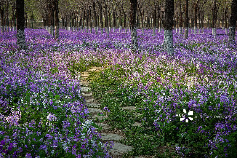 林间紫色二月兰花海中的小路图片素材