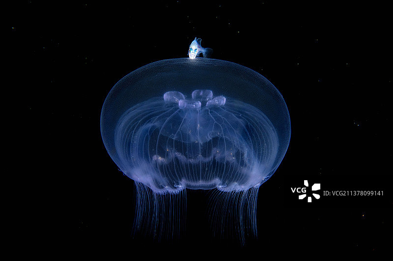小鱼乘坐水母外太空遨游图片素材