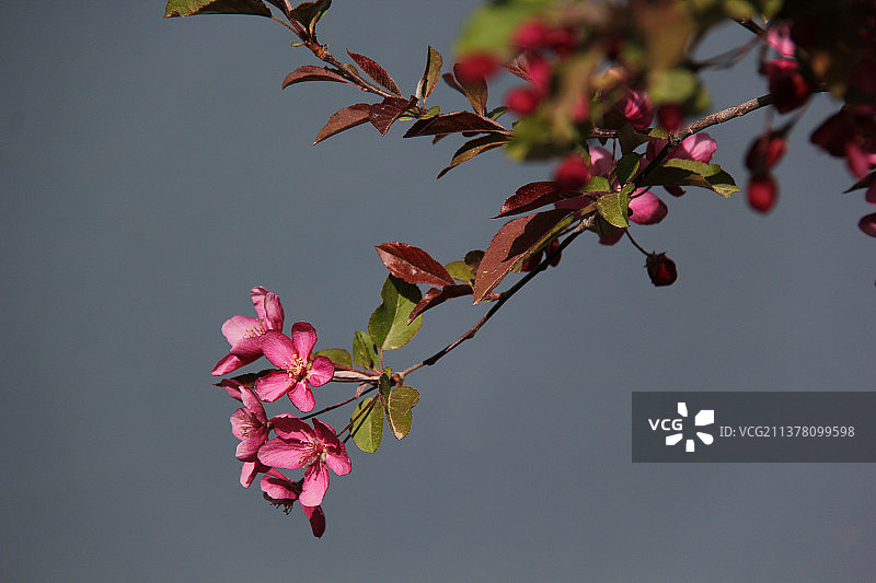 海棠花图片素材