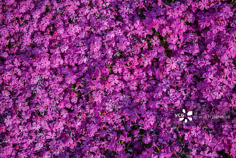 春天路边的芝樱花图片素材