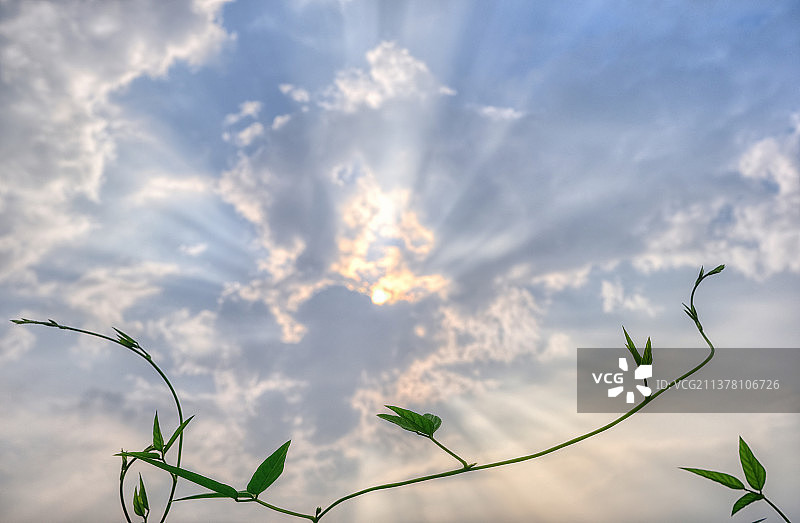晴朗蓝色天空透过云层的照射出的金色太阳光下几支向上生长的绿色藤蔓植物叶片逆光特写图片素材