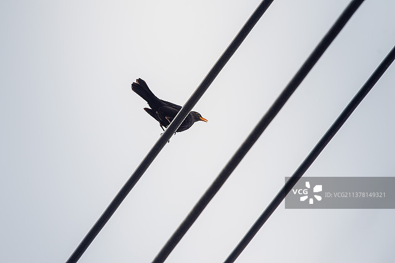 黑鸫鸟图片素材