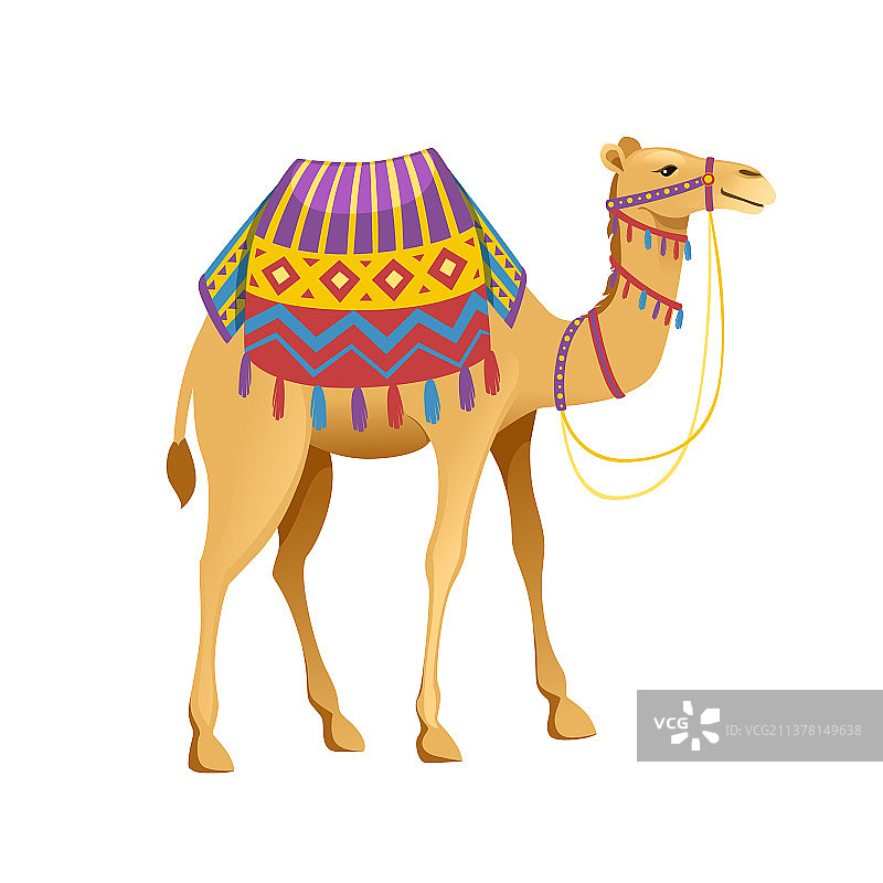 可爱的双峰骆驼与笼头和鞍座图片素材