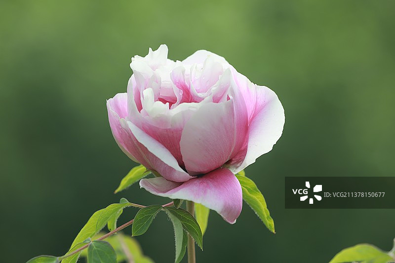 牡丹花图片素材