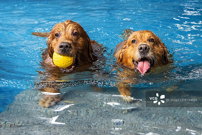 水下的金毛寻回犬图片素材