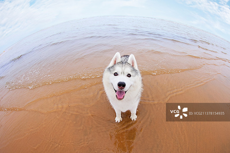 可爱的哈士奇犬图片素材