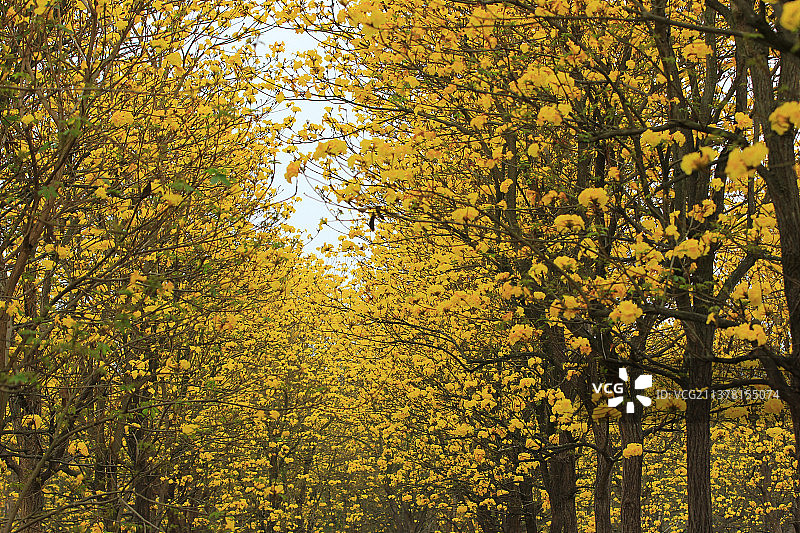 成片的黄花风铃木图片素材