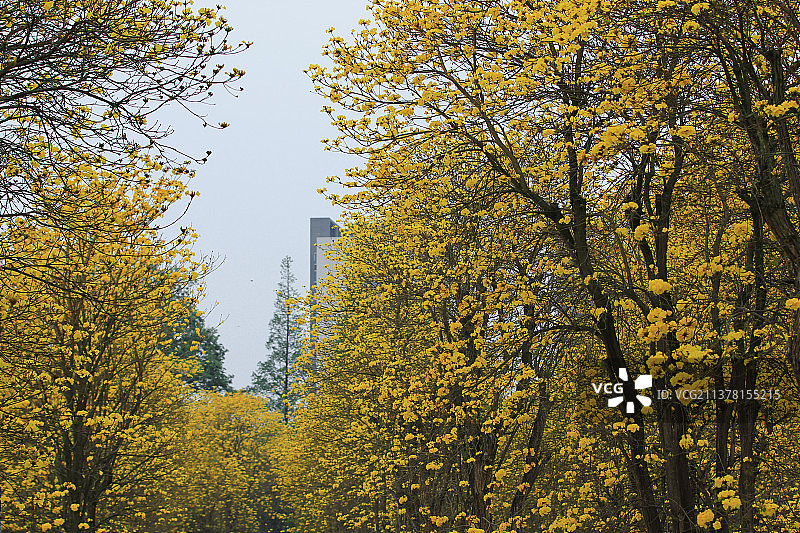 成片的黄花风铃木图片素材