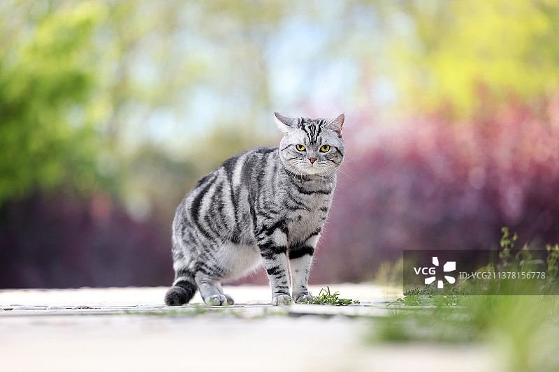 可爱的美国短毛猫图片素材